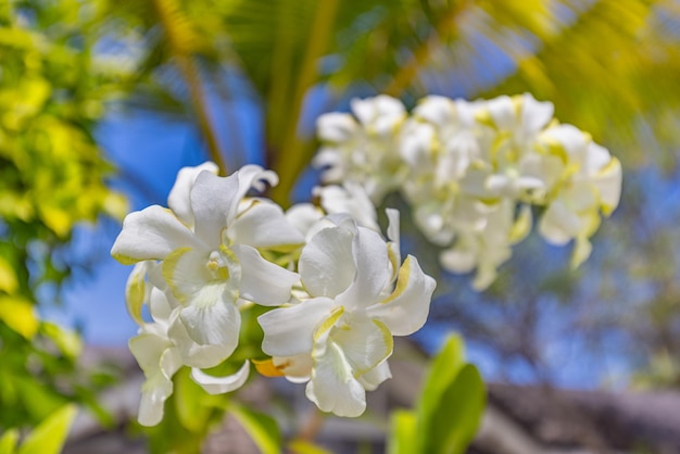 Tropical flower garden white orchids on blurred green nature and blue sky. Exotic blooming floral