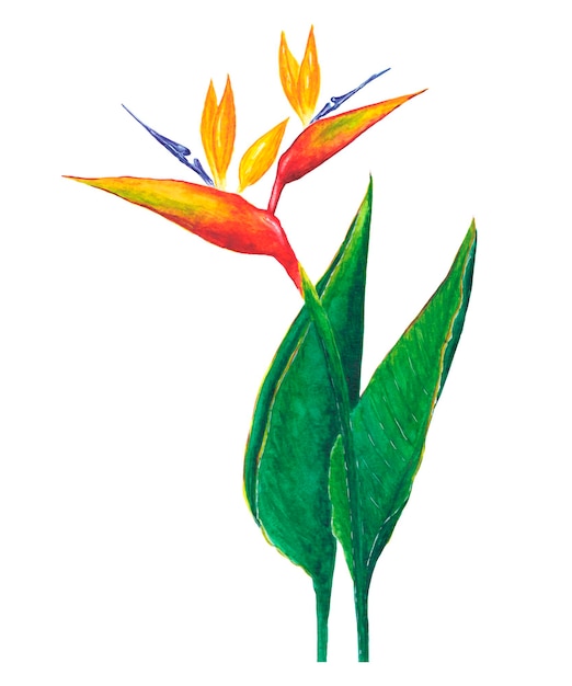 Tropical flower strelitzia