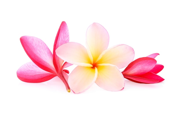 Tropical flowers frangipani (plumeria) isolated on white background