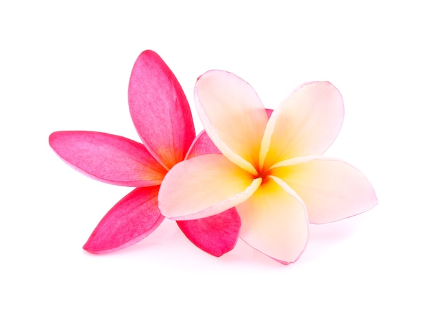 Tropical flowers frangipani (plumeria) on white