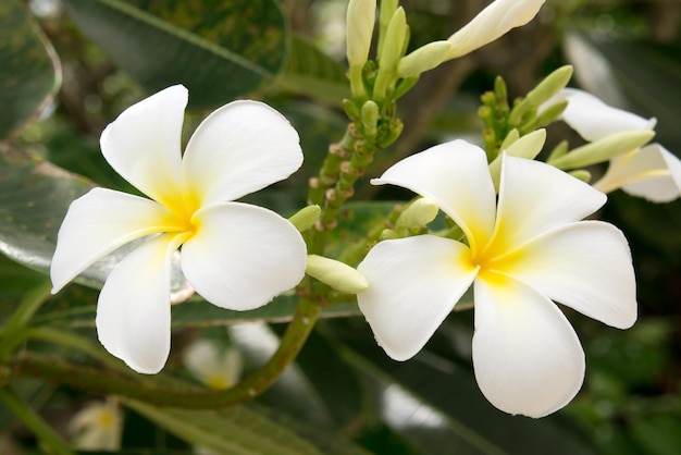 Tropical flowers Frangipani