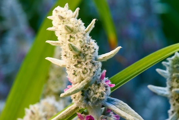 Tropical flowers and green leaves close-up.