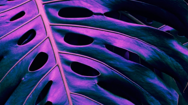 Tropical foliage closeup of monstera plant blue and purple toned