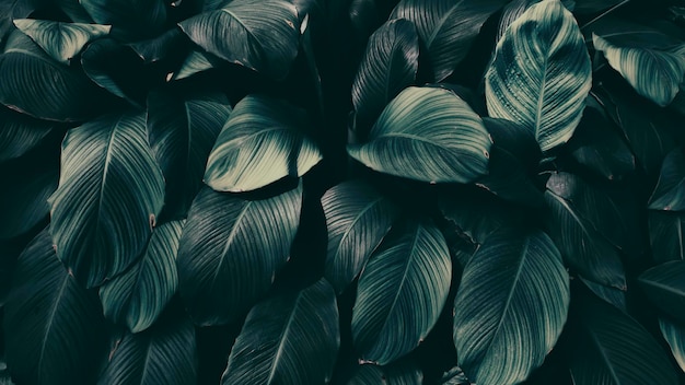 Tropical foliage dark green nature background