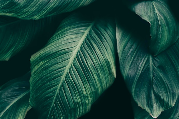 Tropical foliage dark green nature background