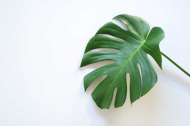 Tropical foliage monstera leaves floral arrangement natural backdrop isolated on white background