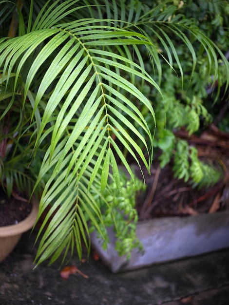 Tropical foliage nature background Concept SPA freash