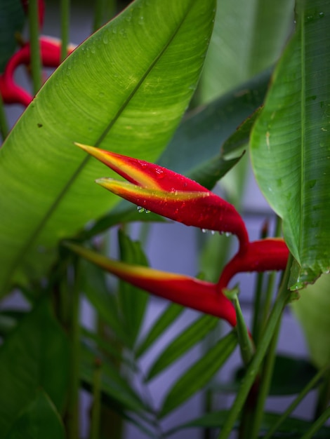 Tropical foliage nature background Concept SPA freash