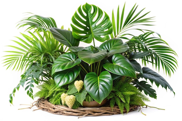 Photo tropical foliage plant bush monstera palm leaves and birds nest fern floral arrangement indoors garden nature backdrop isolated on white with clipping path