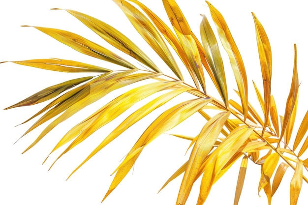 Photo tropical foliage with yellow palm leaves on white background