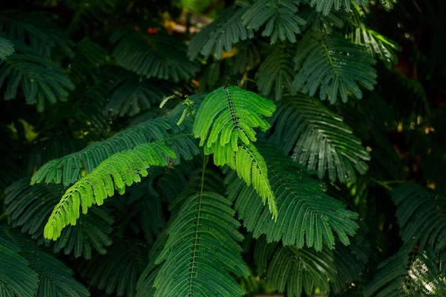 Tropical forest background nature scene in green tone style