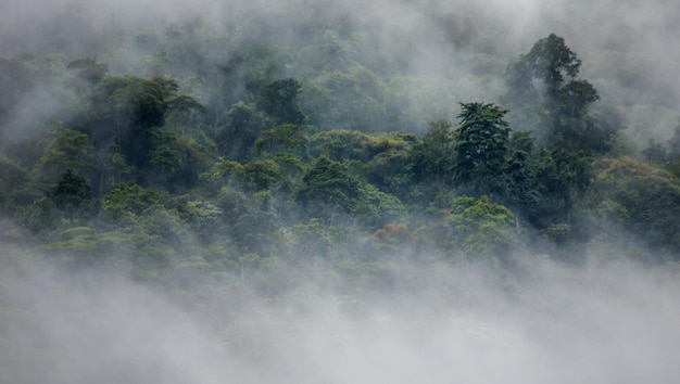 Tropical forest in the morning mist Bwindi Impenetrable National Park Uganda Africa