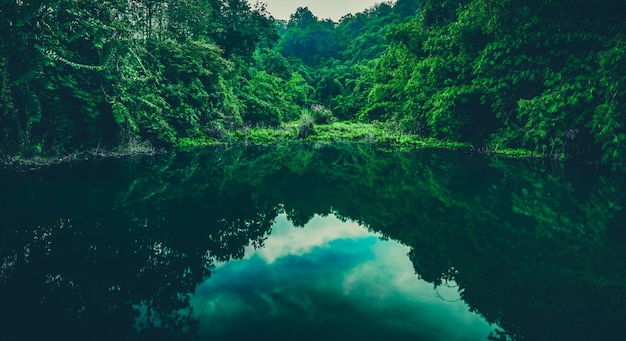 Tropical forest water lake