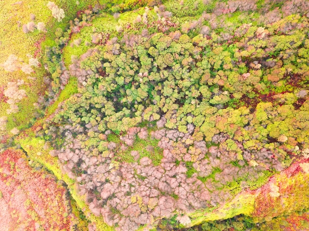 A tropical forest with a variety of trees and plants. Flowering time. Aerial view vertically downwards