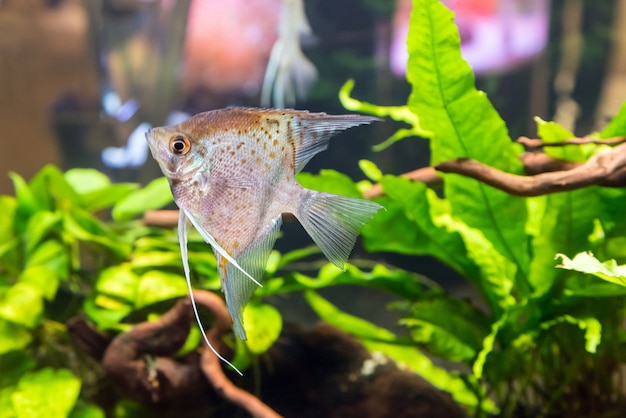 Tropical freshwater aquarium with fish and green plants.