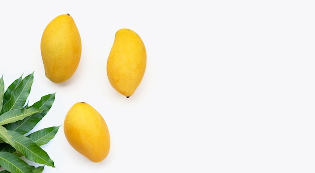 Tropical fruit Mango on white