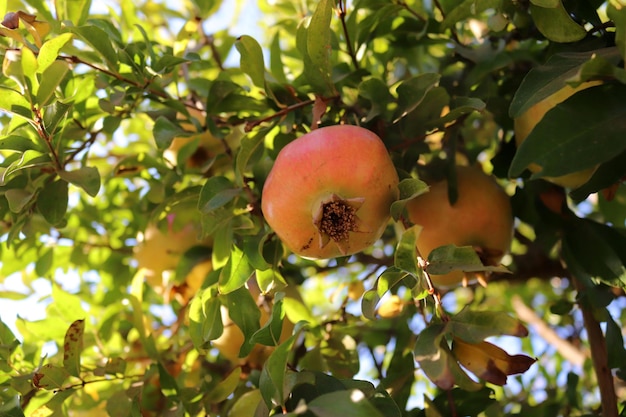 Tropical fruits Pomegranate fruit on the branch