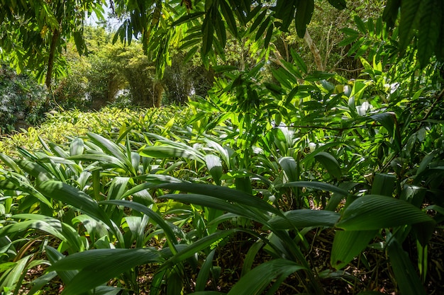 Tropical Garden