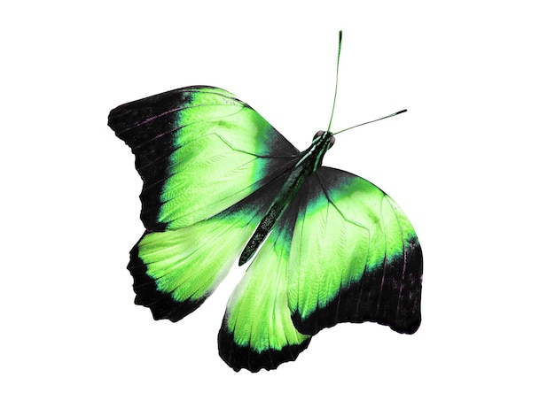 Tropical green butterfly flying on an isolated white background