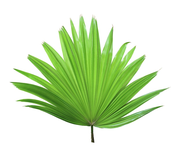 Tropical green chinese windmill palm leaf tree isolated on white background