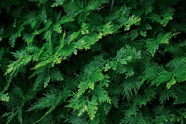 Tropical green fern leaves growing in ornamental garden