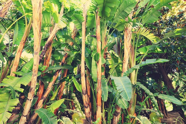 Tropical green forest