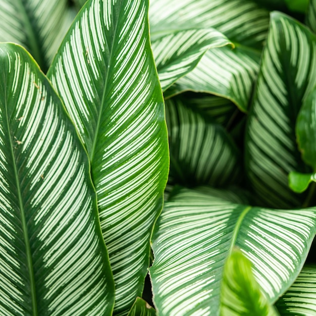 Tropical green leaf background Nature background