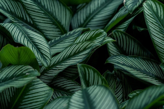 Tropical green leaf background Nature background