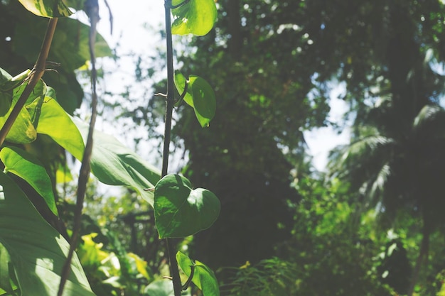 Tropical green leaf background