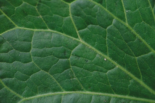 Tropical Green Leaf Pattern In the garden. Background of dark green tropical leaves. closeup nature