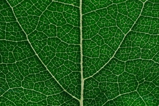 Tropical Green Leaf Pattern In the garden. Background of dark green tropical leaves. closeup nature