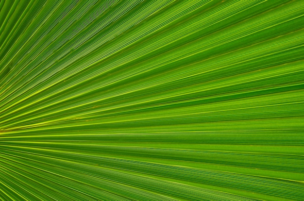 Tropical green leaf texture as a background for design or wallpaper.Palm tree leaf close up.Green palm leaves.Natural background.Selective focus.