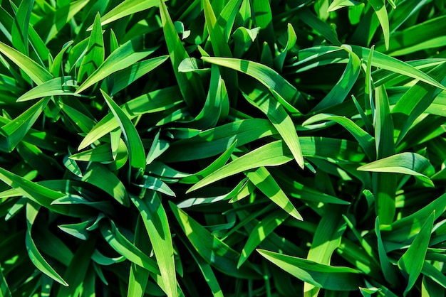 Tropical green leaves as a full frame nature abstract background