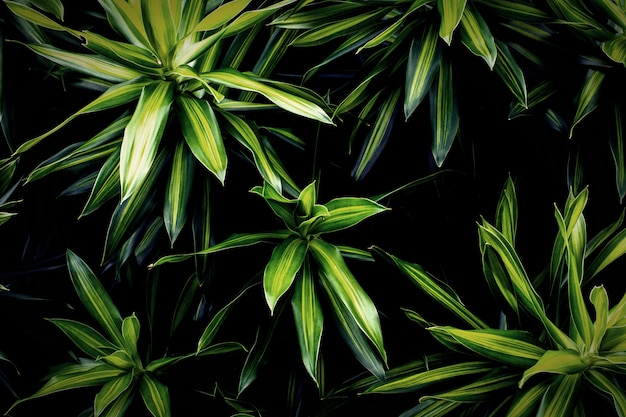 Tropical green leaves background - Natural background