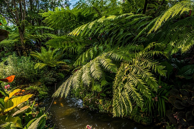 Tropical green leaves on dark background nature summer forest plant concept