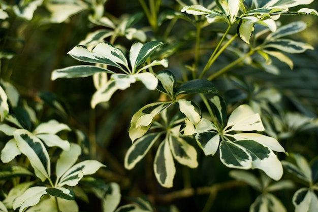 Photo tropical green leaves on dark background