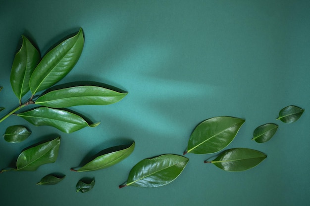 Tropical green leaves on green background