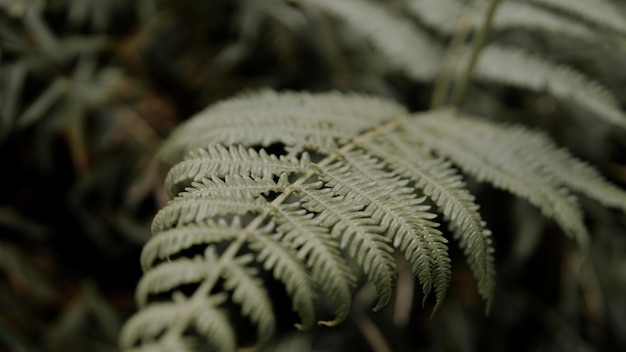 Tropical green leaves. Nature summer forest plant concept