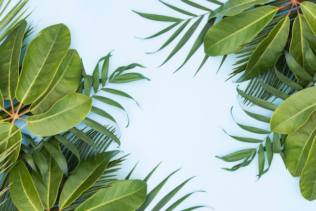 Tropical green leaves palm background