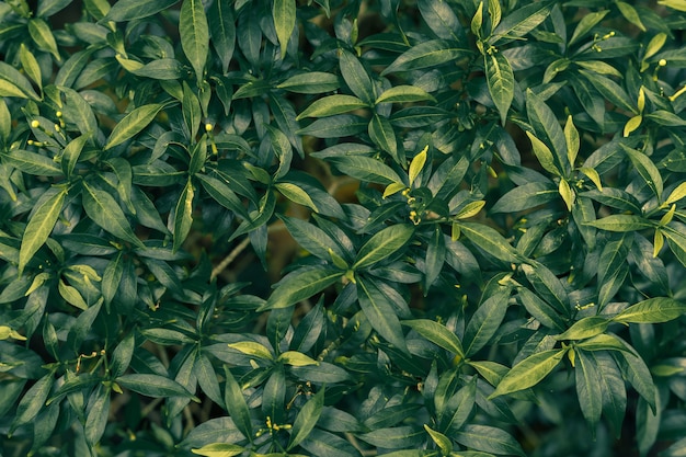 tropical green  leaves pattern