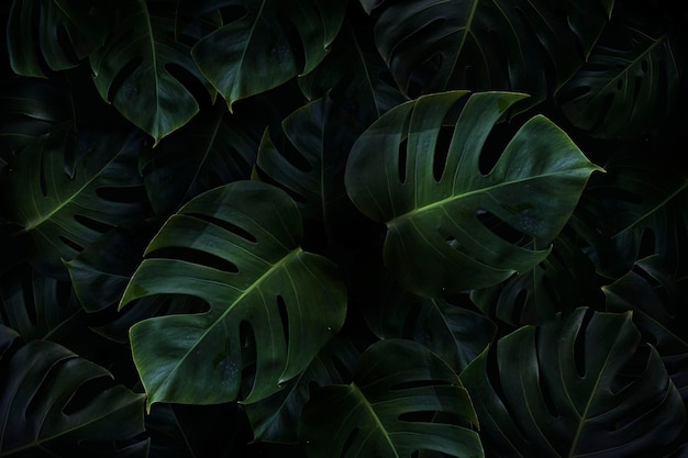 Tropical green monstera leaves background