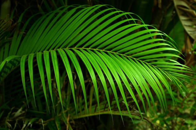 Tropical green palm closeup leaf background