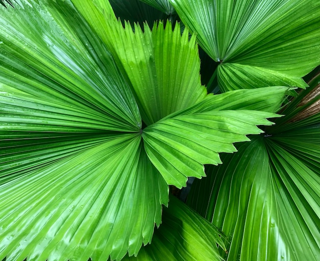 Tropical green palm leaf for summer background