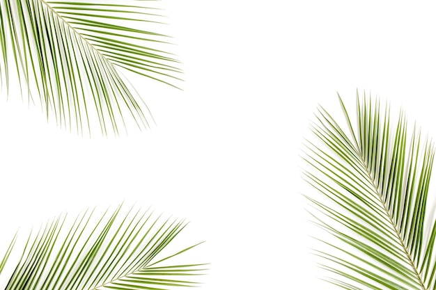 Tropical green palm leaf on white background flat lay top view