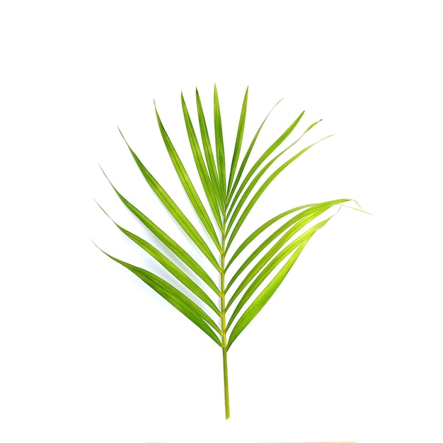 Tropical green palm leaf on white background