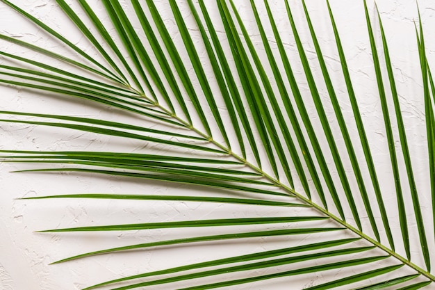 Tropical green palm leaf on white concrete background. Flat lay, top view