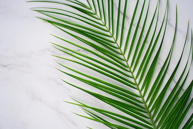 Tropical green palm leaf on white marble background. Flat lay, top view. Copy space for your text. Robelini branch.