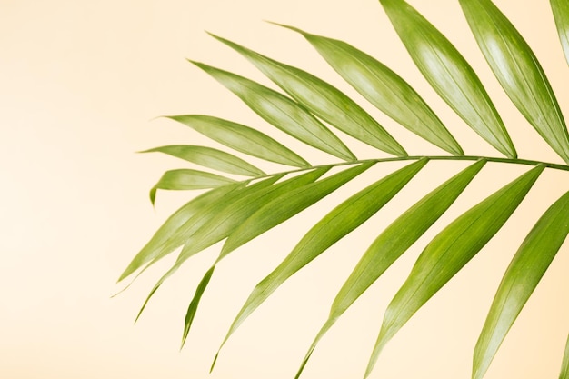 Tropical green palm leaf on a yellow pastel background Summer minimalistic backdrop