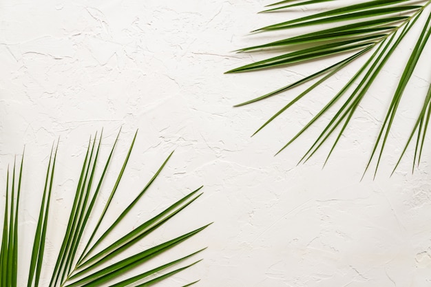 Tropical green palm leaves on white concrete background. Flat lay, top view