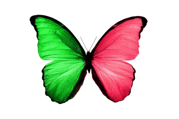 Tropical green red butterfly.